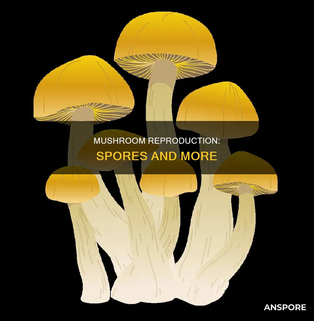 is mushroom reproduce by spores