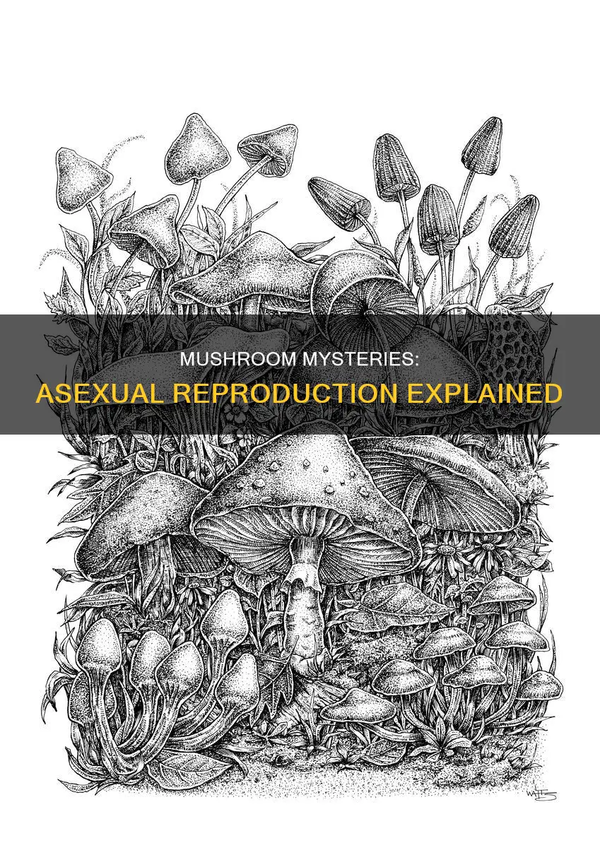 is mushroom reproduction asexual