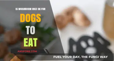 Can Dogs Safely Eat Mushroom Rice? A Pet Owner's Guide