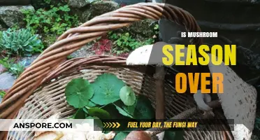 Mushroom Season: When Does It End?