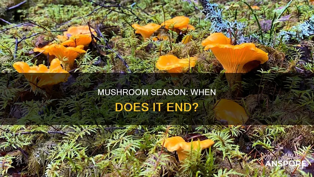 is mushroom season over