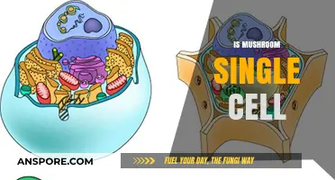 Mushroom Mystery: Single-Celled Wonder or Complex Organism?