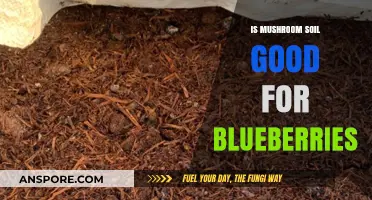Mushroom Soil for Blueberries: Benefits, Tips, and Best Practices