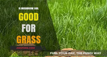 Mushroom Soil for Grass: Benefits, Uses, and Growth Potential