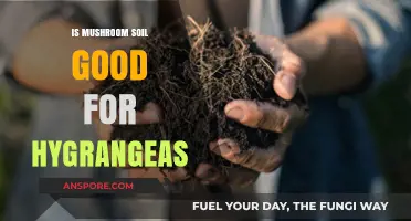 Mushroom Soil Benefits: Enhancing Hydrangea Growth and Blooming Potential