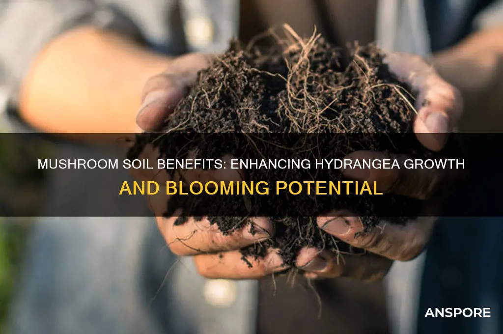 is mushroom soil good for hygrangeas