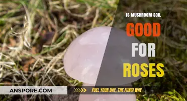 Mushroom Soil for Roses: Benefits, Uses, and Gardening Tips