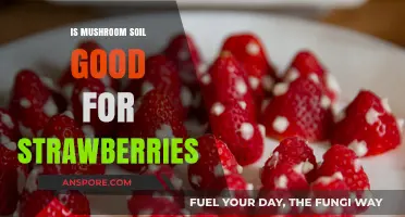 Mushroom Soil for Strawberries: Benefits, Tips, and Best Practices