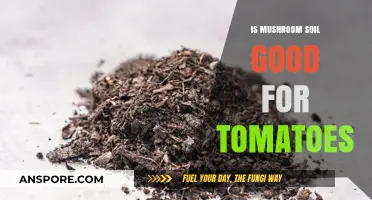 Mushroom Soil for Tomatoes: Benefits, Uses, and Gardening Tips