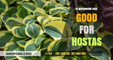 Mushroom Soil Benefits: Enhancing Hosta Growth and Garden Health