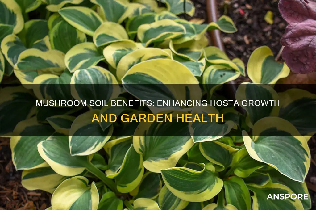 is mushroom soul good for hostas