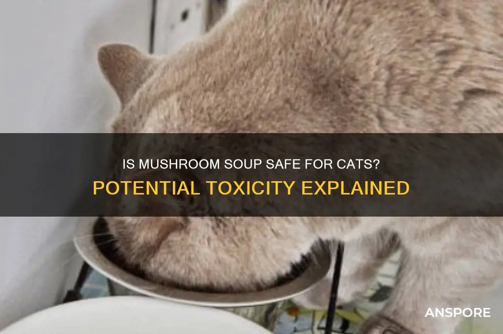is mushroom soup toxic to cats