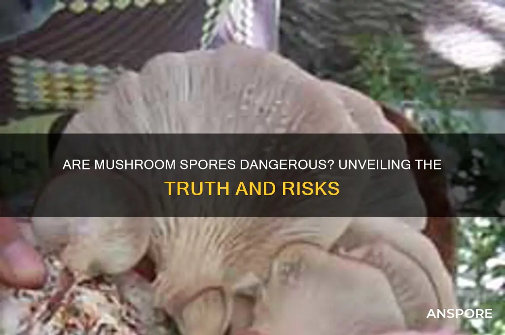 is mushroom spores dangerous
