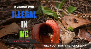 Are Mushroom Spores Legal in North Carolina? Understanding NC Laws