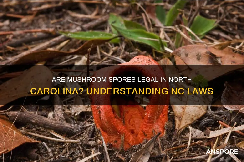 is mushroom spores illegal in nc