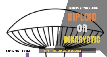 Mushroom Stalk: Haploid, Diploid, or Dikaryotic? Unraveling the Mystery
