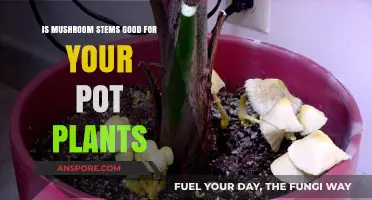 Boost Your Pot Plants: Are Mushroom Stems Beneficial for Growth?