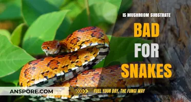 Mushroom Substrate Safety: Is It Harmful for Snakes?