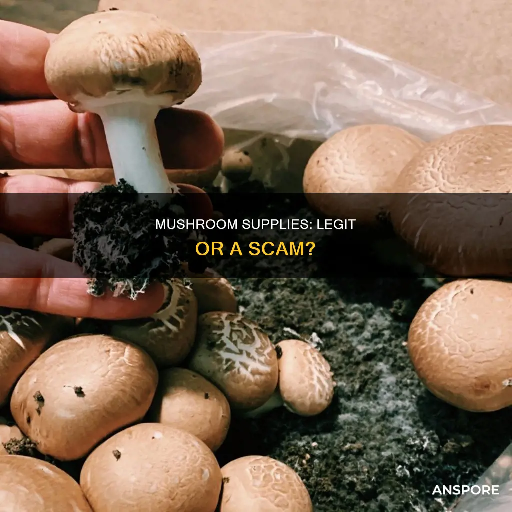 is mushroom supplies legit