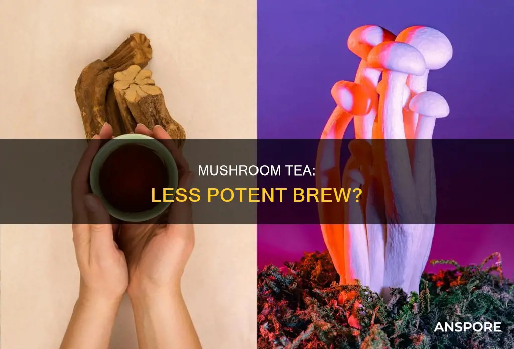 is mushroom tea less potent