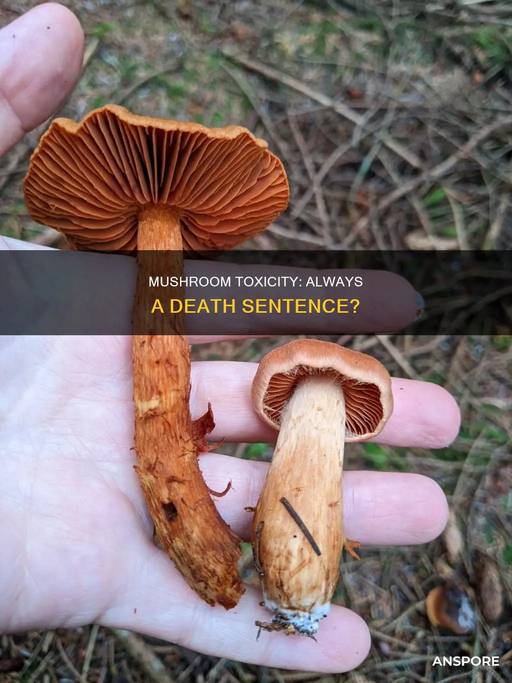 is mushroom toxicity always fatal