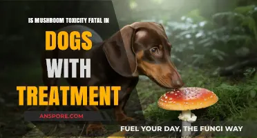 Can Dogs Survive Mushroom Poisoning with Prompt Treatment?