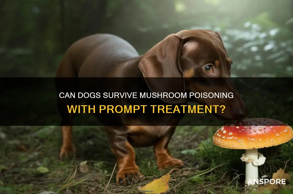 is mushroom toxicity fatal in dogs with treatment