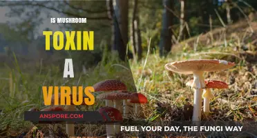 Mushroom Toxin: A Viral Concern?