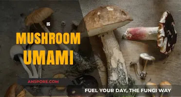 Mushroom's Umami Superpower: A Flavor Revolution