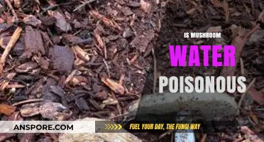 Is Mushroom Water Poisonous? Unveiling the Truth About Fungal Infusions