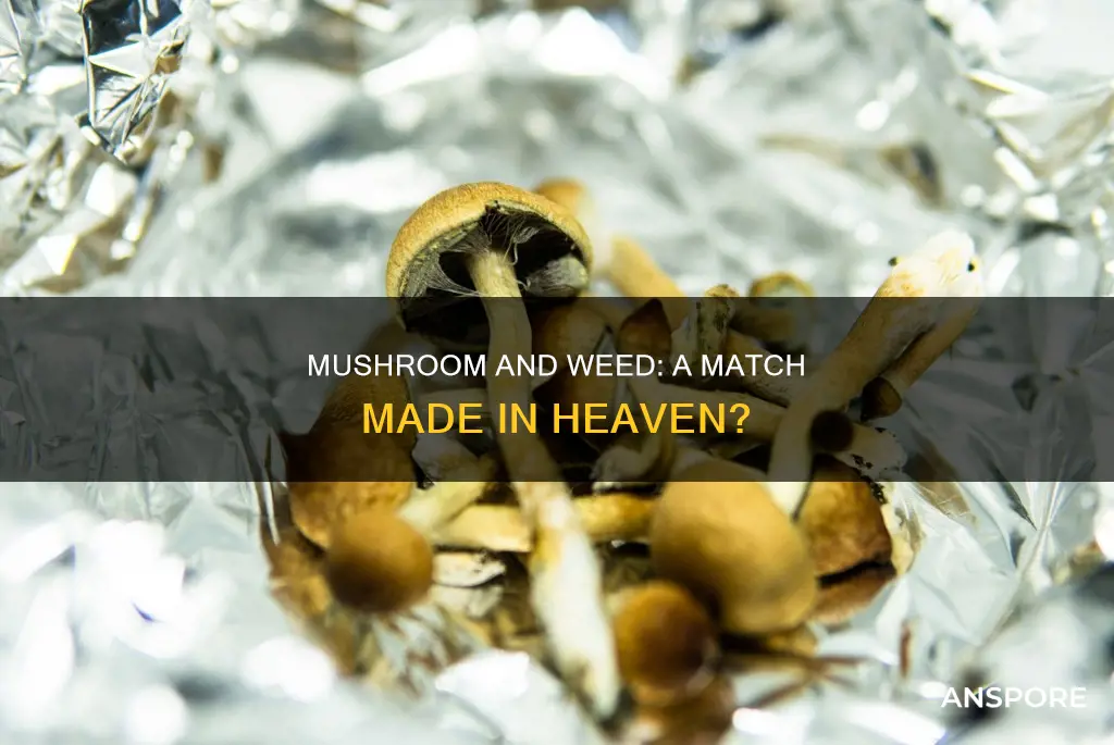 is mushroom weed