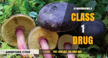Are Mushrooms Classified as a Class 1 Controlled Substance?