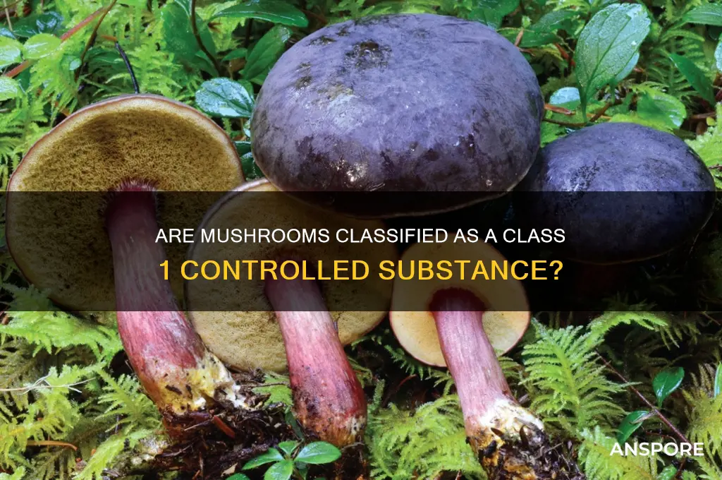 is mushrooms a class 1 drug