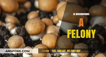 Mushrooms: Understanding the Legal Status and Felony Concerns