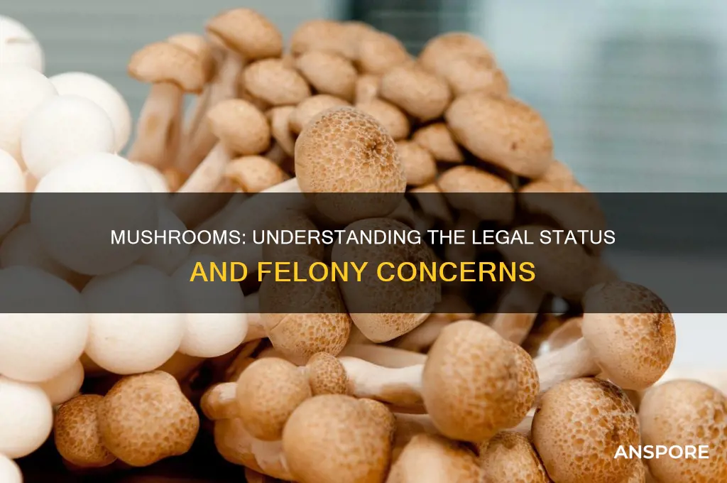 is mushrooms a felony