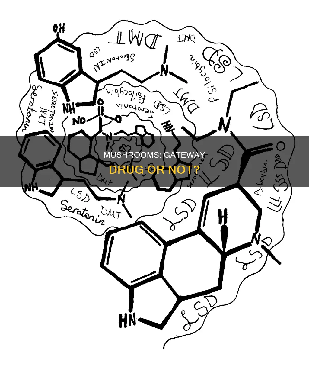 is mushrooms a gateway drug