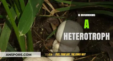 Mushrooms: Heterotrophic Fungi Explained