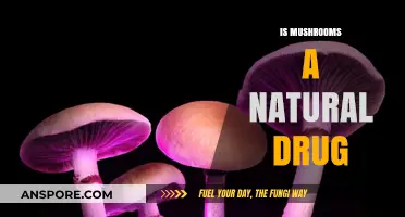 Mushrooms: Nature's Drug or Just a Fungus?