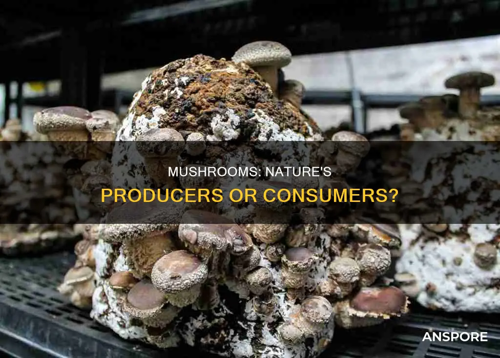 is mushrooms a producer