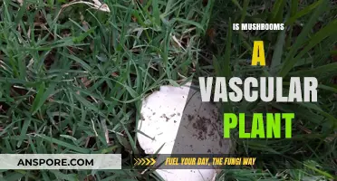Mushrooms: Are They Vascular Plants?