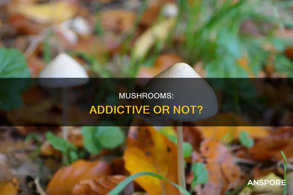 is mushrooms addictive