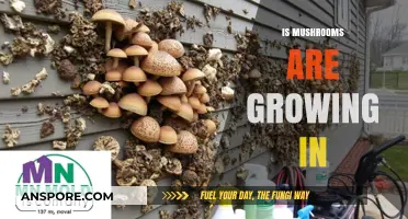 Are Mushrooms Growing in Your Home? Causes and Solutions Explained