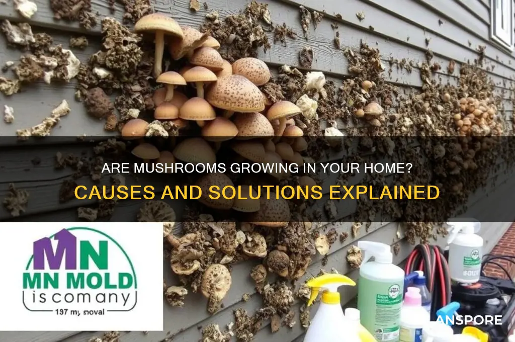 is mushrooms are growing in