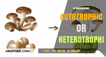 Mushrooms: Autotrophic or Heterotrophic?