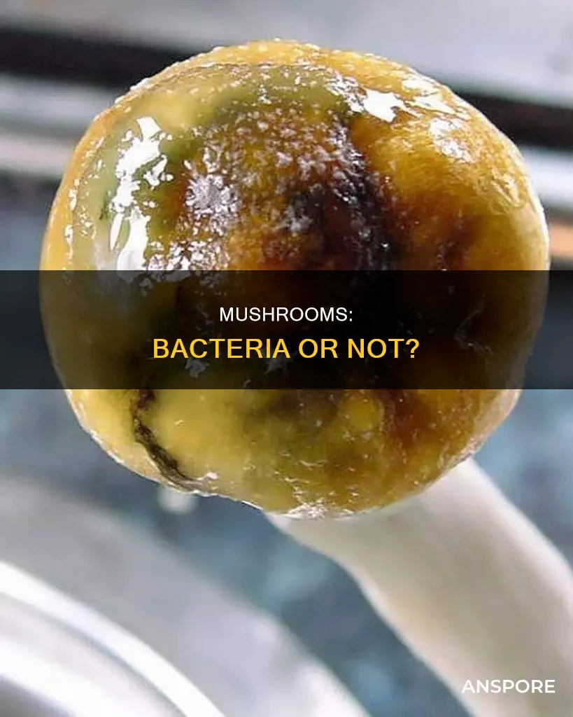 is mushrooms bacteria