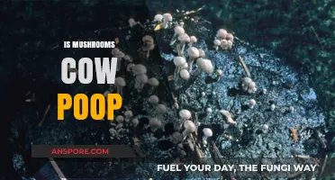 Mushrooms: Are They Really Cow Poop?