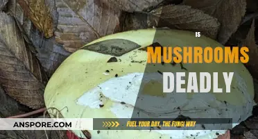 Mushrooms: Are They All Deadly?