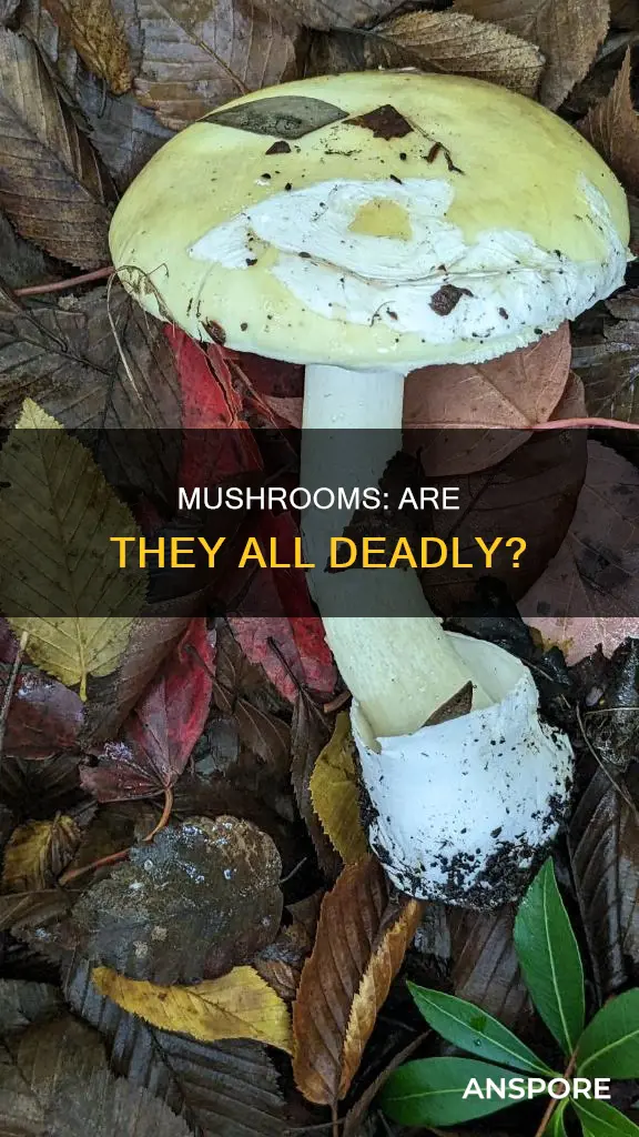 is mushrooms deadly