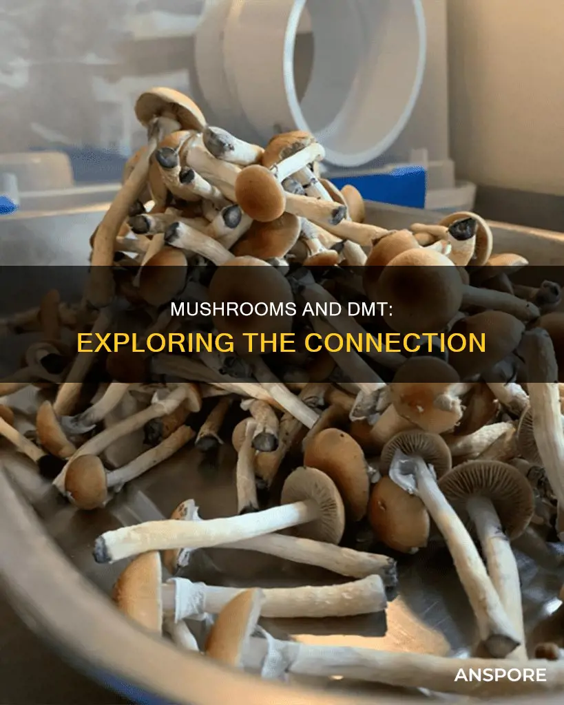 is mushrooms dmt