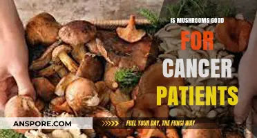 Mushrooms and Cancer: Exploring Potential Benefits for Patients' Health